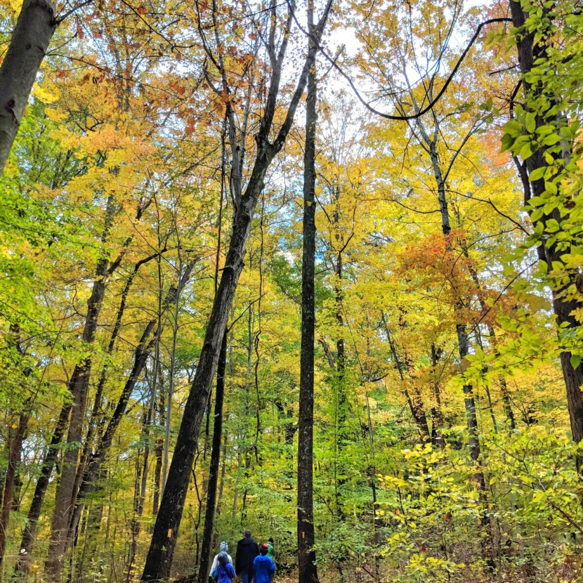 Camping and Hiking at Hocking Hills State Park in Ohio with Kids